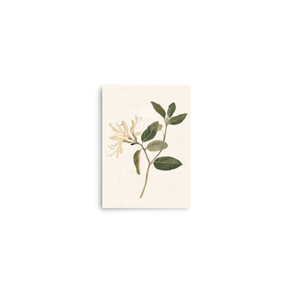 Graceful Simplicity: Watercolor Illustration of a Honeysuckle Stem